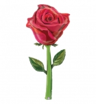 <p>25427-P Роза 1,5 m - 23,00 &euro;</p>